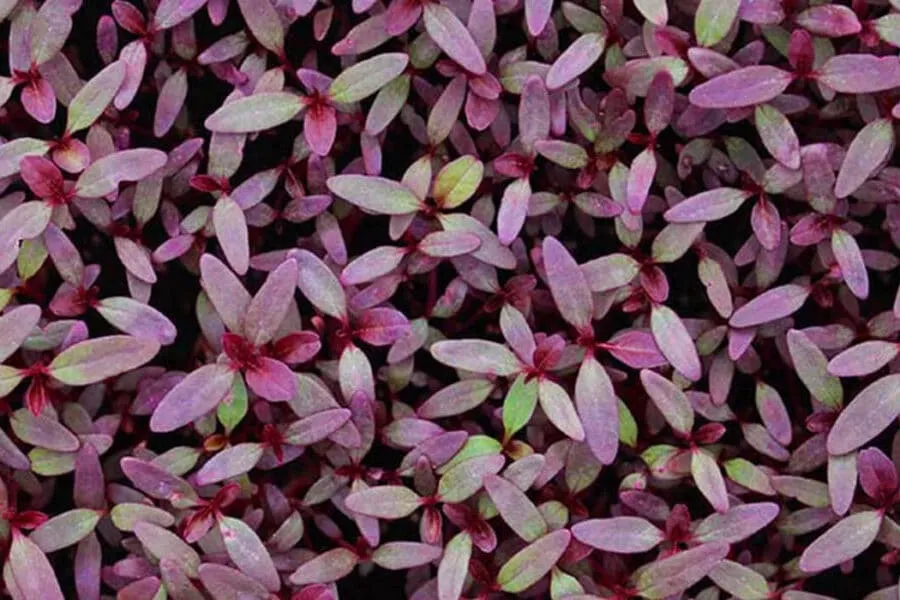 Amaranth