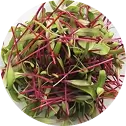 Bulls Blood Beet