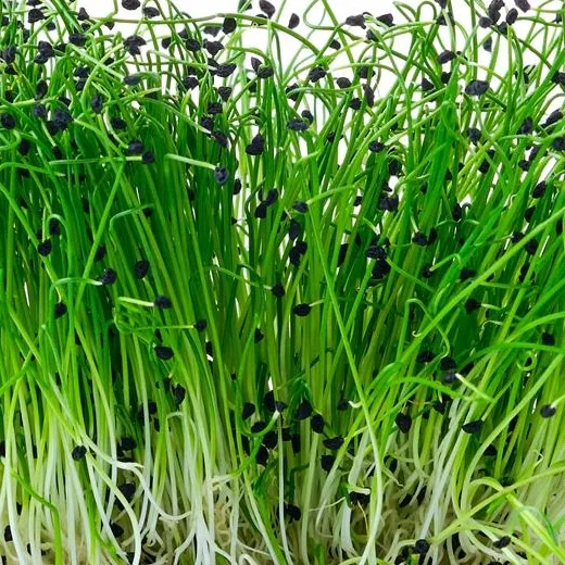 Chives