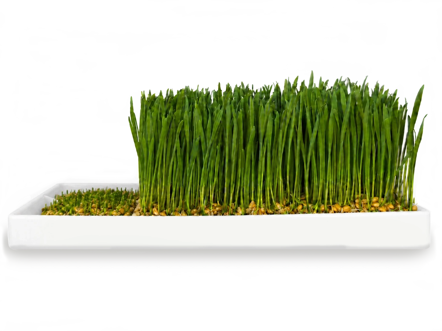 Tray with more greens regrowing