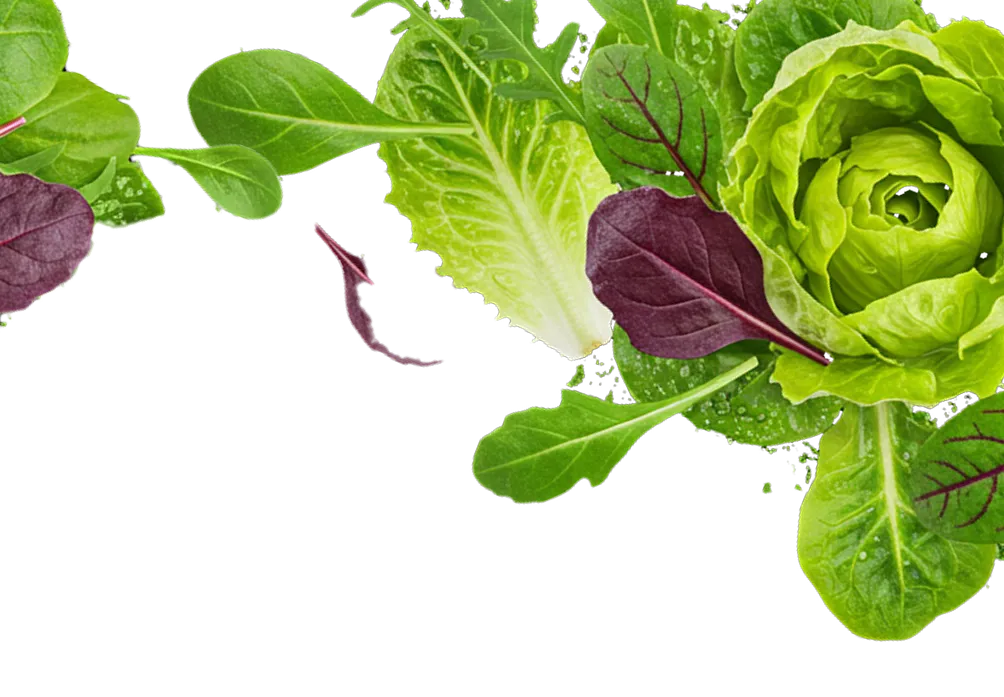 English Country Garden microgreens