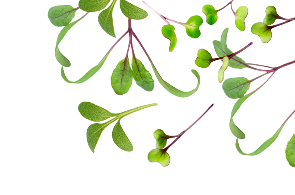 Happy Gut Fibrefix microgreens