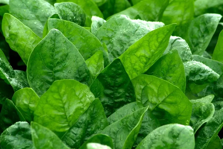 Green Lettuce