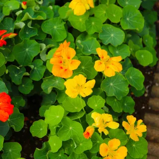 Nasturtium