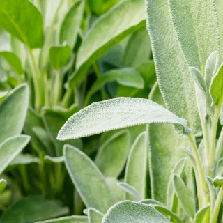 Sage
