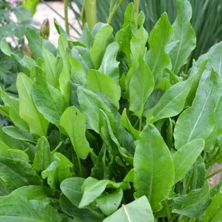 Sorrel De Belleville