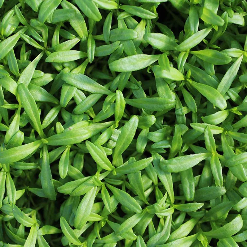Tarragon