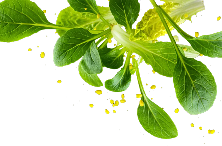 Taste of Tokyo microgreens